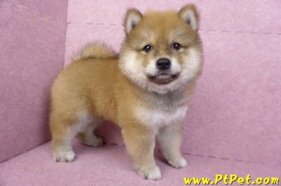 03/09赤色長毛柴犬公幼犬(高雄三民)6