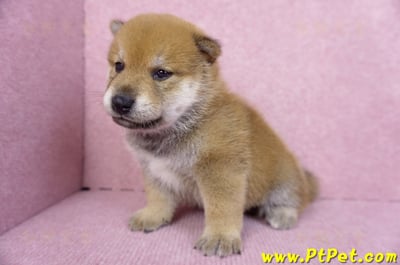 10/06赤色柴犬公幼犬2號(台南仁德)6