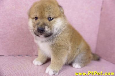 02/06赤色柴犬母幼犬1號5