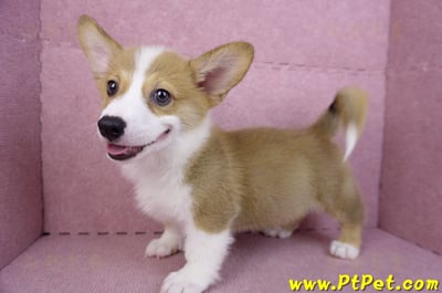 08/03雙色柯基犬公幼犬(台北大安)8