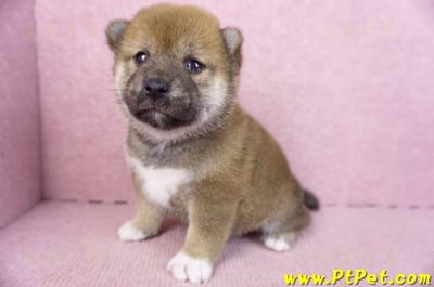 02/05赤色柴犬母幼犬1號(新北永和)6