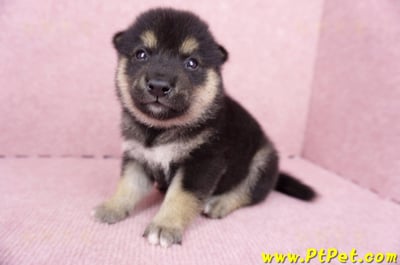 07/05黑色柴犬公幼犬1號(宜蘭市)4