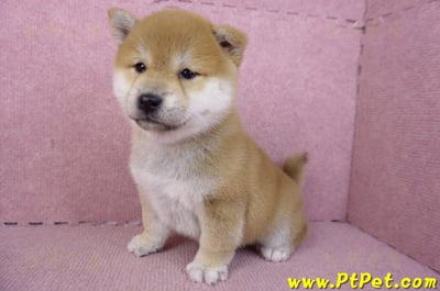 02/06赤色柴犬母幼犬3號(高雄左營)12