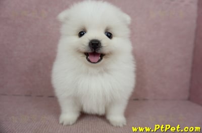 02/11迷你型松鼠白博美公幼犬(桃園市)1