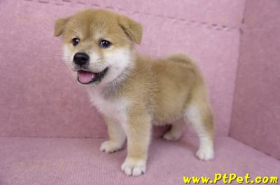 05/20赤色柴犬公幼犬(苗栗公館)10