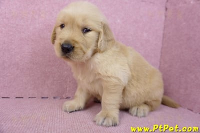 07/18黃金獵犬公幼犬7號(台北中山)7