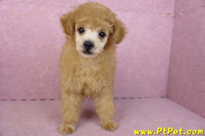 02/11奶油貴賓母幼犬2