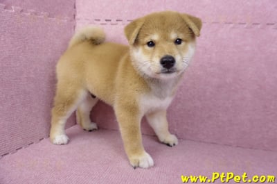 05/07赤色柴犬公幼犬(台南東區)4