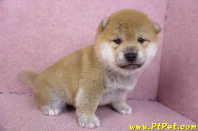 02/06赤色柴犬母幼犬3號4