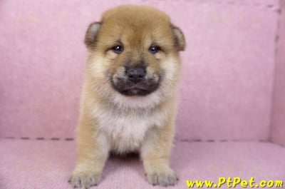 01/16赤色柴犬公幼犬1