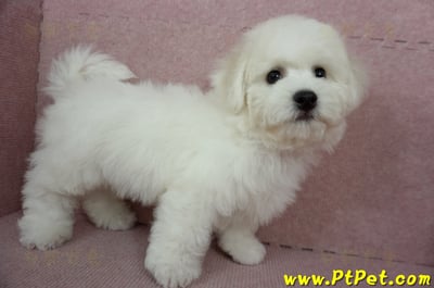 12/01比熊犬公幼犬(屏東市)9