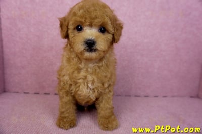 02/11紅貴賓公幼犬2