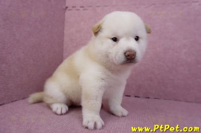 07/22白色柴犬母幼犬2