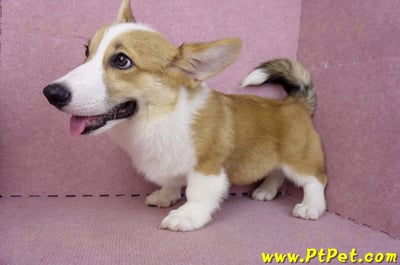 04/28雙色柯基犬公幼犬(屏東潮州)14