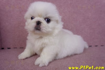 10/31北京狗母幼犬(新北新莊)9