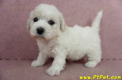 05/22比熊犬母幼犬(高雄仁武)7