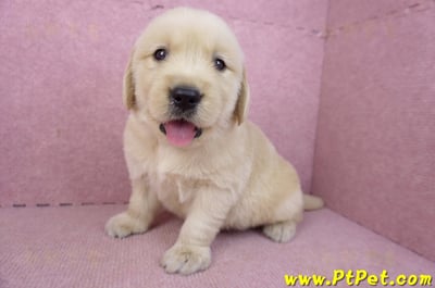 03/12黃金獵犬公幼犬3號(新北三重)5