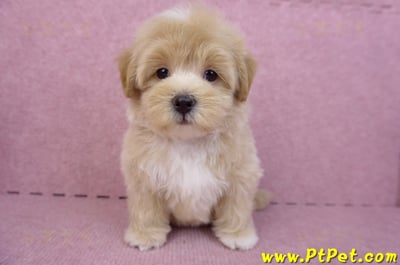 08/06奶油色馬爾泰迪公幼犬(台北中山)3