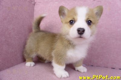 11/30雙色柯基犬公幼犬4號6