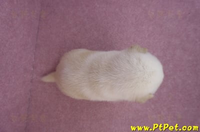 07/22白色柴犬母幼犬6