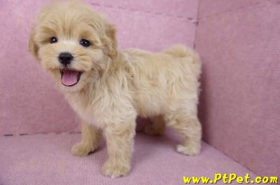 11/23馬爾泰迪公幼犬1號(高雄茂林)1