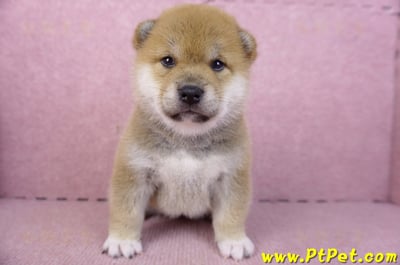 02/06赤色柴犬母幼犬2號2