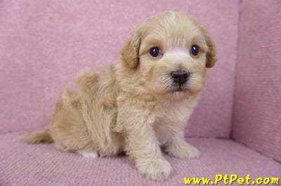 01/11馬爾泰迪公幼犬2號4