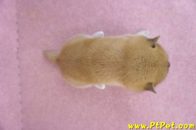 09/21赤色柴犬母幼犬1號(高雄橋頭)7