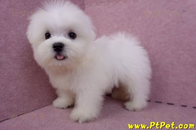 07/26迷你型馬爾濟斯公幼犬1號(台北大同)13