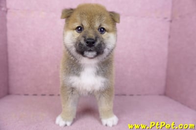 01/11赤色柴犬母幼犬1號(花蓮吉安)1