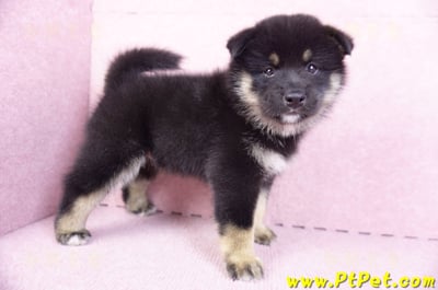 10/15黑色長毛柴犬公幼犬(基隆安樂)5