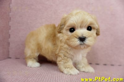 03/21奶油色馬爾泰迪母幼犬3號(高雄鼓山)5