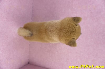 10/15赤色柴犬母幼犬(高雄苓雅)11