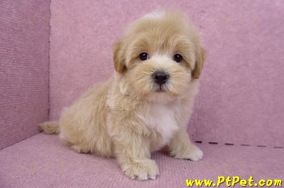 08/06奶油色馬爾泰迪公幼犬(台北中山)6