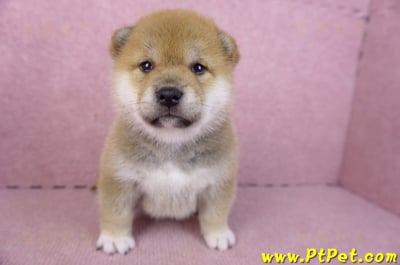 02/06赤色柴犬母幼犬2號1