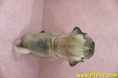 04/02巴哥公幼犬(屏東崁頂)7