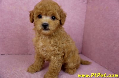 02/11紅貴賓公幼犬9