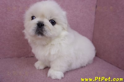 12/17北京狗公幼犬1號(新北三重)6