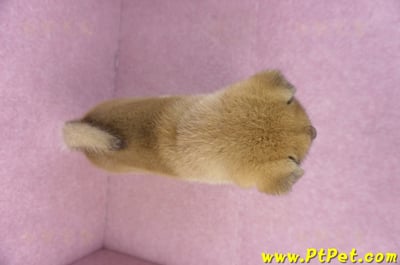 12/10赤色柴犬母幼犬(桃園龍潭)11