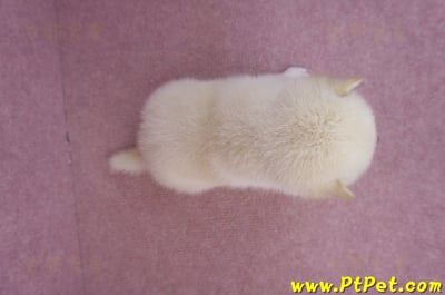06/15白色柴犬母幼犬7