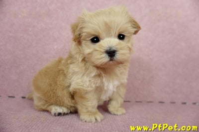 04/23奶油色馬爾泰迪公幼犬(屏東東港)4