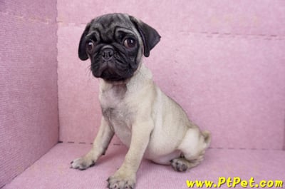 06/23巴哥母幼犬(高雄前鎮)9