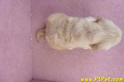 01/10黃金獵犬母幼犬1號(高雄左營)7