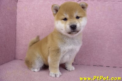 02/06赤色柴犬母幼犬3號(高雄左營)5