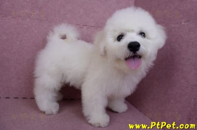 07/22比熊犬公幼犬2號(高雄楠梓)8