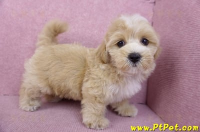 11/02馬爾泰迪母幼犬(新竹關西)5