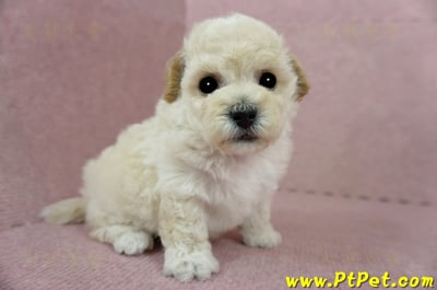 03/12泰迪比熊公幼犬4號(桃園市)5