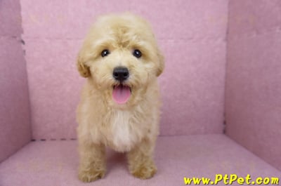 07/01泰迪比熊公幼犬2
