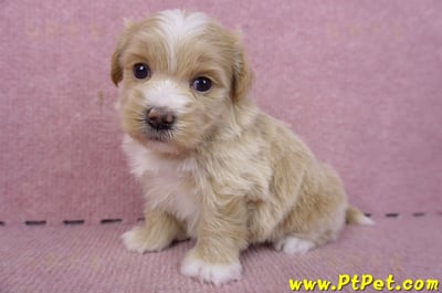 01/30馬爾泰迪公幼犬3號6