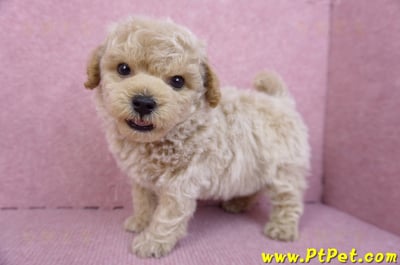 09/23泰迪比熊公幼犬(苗栗苑裡)7